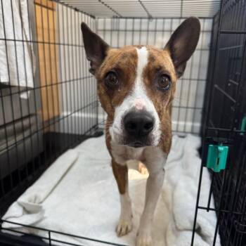 Terrier and Mixed Breed Dogs Available for Adoption in Rockville, Maryland - Ohana | PetCurious