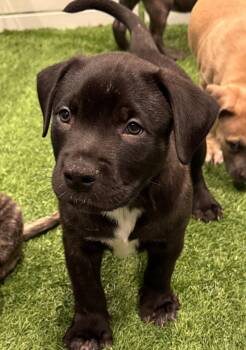 Sumit -  Labrador Retriever and Terrier Dog for Adoption in Sanford, Florida - Sumit | PetCurious