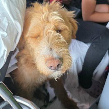 Camilla -  Poodle and Chocolate Labrador Retriever Dog for Adoption in Goltry, Oklahoma - Camilla | PetCurious