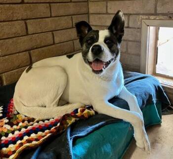 Kaia -  Akita Dog for Adoption in Phoenix, Arizona - Kaia | PetCurious