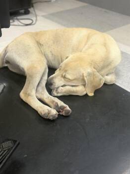 Maya -  Labrador Retriever and Weimaraner Dog for Adoption in Liverpool, Texas - Maya | PetCurious
