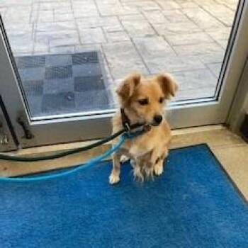YORK-Stray-17007 -  Chihuahua Dog for Adoption in York, Pennsylvania - YORK-Stray-17007 | PetCurious
