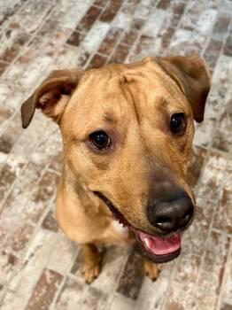 Penny -  Boxer and Labrador Retriever Dog for Adoption in Greenville, South Carolina - Penny | PetCurious
