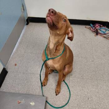 Bella 26-09-108 -  Vizsla and Mixed Breed Dog for Adoption in Bastrop, Texas - Bella 26-09-108 | PetCurious