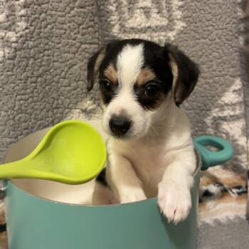 Chicken and Stars -  Wire Fox Terrier Dog for Adoption in Northbrook, Illinois - Chicken And Stars | PetCurious
