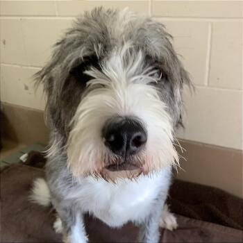 Lexi -  Sheep Dog and Mixed Breed Dog for Adoption in Reno, Nevada - Lexi | PetCurious