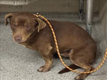 Dachshund and Mixed Breed Dogs Available for Adoption - A424935 | PetCurious
