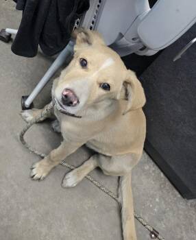 Labrador Retriever Dogs Available for Adoption in Evansville, Indiana - Dusty Dan | PetCurious