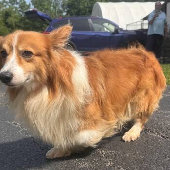 Ringo -  Corgi Dog for Adoption in Chester Springs, Pennsylvania - Ringo | PetCurious