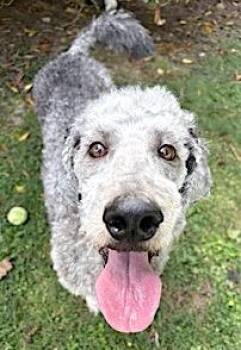 Rescue Standard Poodle and Labrador Retriever Dogs for Adoption in Mount Airy, North Carolina - Pria | PetCurious