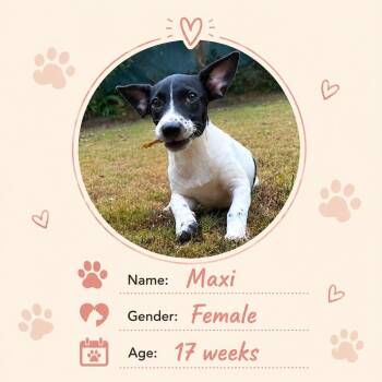 Maxi -  Dachshund Dog for Adoption in New York, New York - Maxi | PetCurious