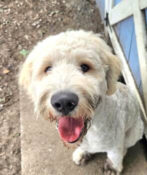 Finn -  Goldendoodle Dog for Adoption in Liberty Center, Ohio - Finn | PetCurious