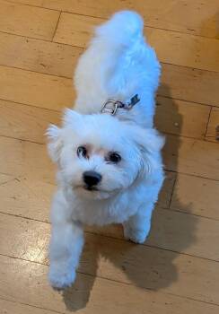 Shih Tzu and Maltese Dogs Available for Adoption in Eden Prairie, Minnesota - COCO | PetCurious