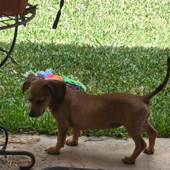 Victoria -  Miniature Dachshund and Chihuahua Dog for Adoption in Boerne, Texas - Victoria | PetCurious