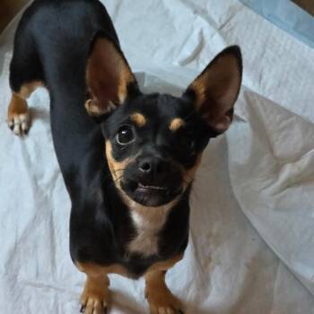 Eddy -  Chihuahua and Dachshund Dog for Adoption in Otisfield, Maine - Eddy | PetCurious