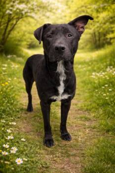 Labrador Retriever and Pit Bull Terrier Dogs Available for Adoption - AXEL | PetCurious
