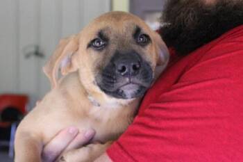 Sheldon -  Labrador Retriever and Mixed Breed Dog for Adoption in Kansas City, Missouri - Sheldon | PetCurious