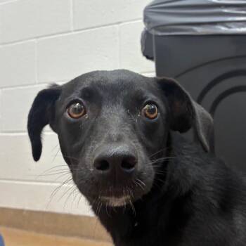 Gwen -  Terrier and Mixed Breed Dog for Adoption in Corpus Christi, Texas - Gwen | PetCurious