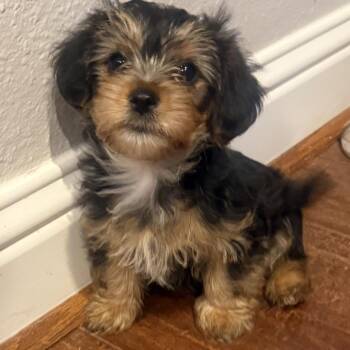 Maren -  Yorkshire Terrier Dog for Adoption in Houston, Texas - Maren | PetCurious