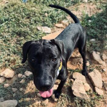 Rescue Black Labrador Retriever Dogs for Adoption in Blairsville, Georgia - Rory | PetCurious