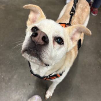 Samson -  Shepherd and Retriever Dog for Adoption in Tampa, Florida - Samson | PetCurious
