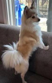 Pomeranian and Papillon Dogs Available for Adoption - Bambi | PetCurious