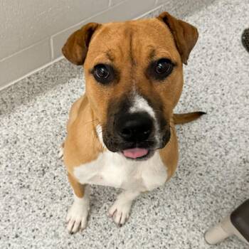 Louie -  Boxer Dog for Adoption in Fort Wayne, Indiana - Louie | PetCurious
