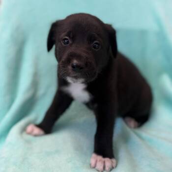 Black Labrador Retriever and Mixed Breed Dogs Available for Adoption in St. Peters, Missouri - Nakoma | PetCurious