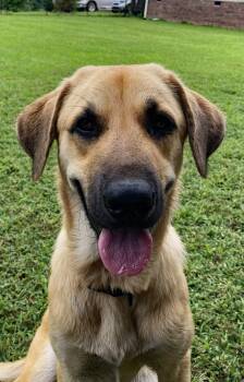 Shasha (Community Assist) -  Shepherd and Rhodesian Ridgeback Dog for Adoption in Marion, North Carolina - Shasha (Community Assist) | PetCurious