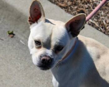 Terrier and Mixed Breed Dogs Available for Adoption in Martinez, California - NOUGAT | PetCurious