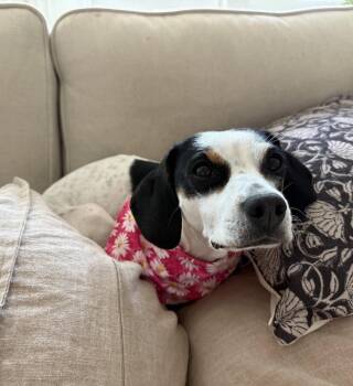 Beagle Dogs Available for Adoption in Arlington, Virginia - Petal | PetCurious