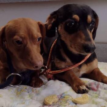 Finn 22780 -  Dachshund Dog for Adoption in Cumming, Georgia - Finn 22780 | PetCurious