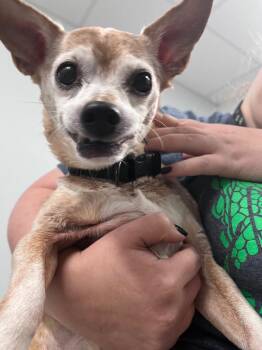 Sparty -  Chihuahua Dog for Adoption in Auburn, Indiana - Sparty | PetCurious
