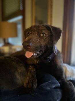 Collie Dogs Available for Adoption in Elkhorn, Wisconsin - Coco | PetCurious