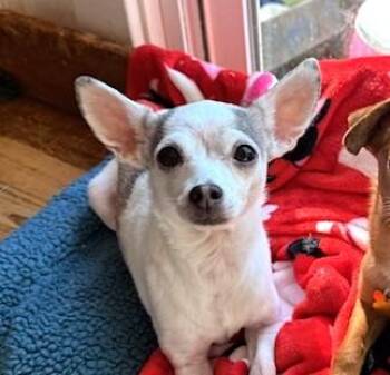 Chihuahua Dogs Available for Adoption - Puzzles | PetCurious