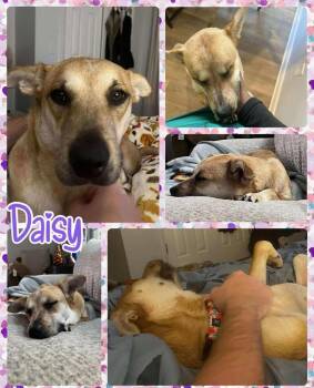Rescue Mixed Breed Dogs for Adoption in Lancaster, New York - Daisy | PetCurious