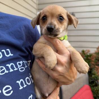 Chihuahua Dogs Available for Adoption - George | PetCurious