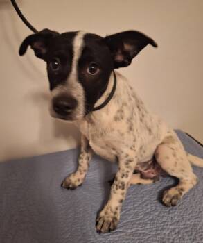 Colt -  Feist and Australian Cattle Dog Blue Heeler Dog for Adoption in Melbourne, Arkansas - Colt | PetCurious