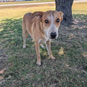 Dunn -  Cattle Dog Dog for Adoption in Wadena, Minnesota - Dunn | PetCurious