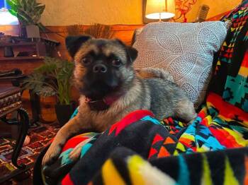 Baby Muffin  -  Pug and Chihuahua Dog for Adoption in Silsbee, Texas - Baby Muffin  | PetCurious