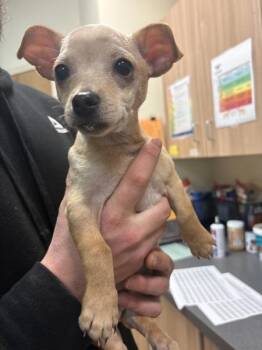 Chihuahua Dogs Available for Adoption - Chalino | PetCurious