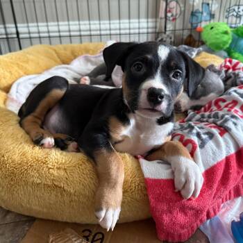 Mighty Mint -  Mixed Breed Dog for Adoption in Hopkinton, Massachusetts - Mighty Mint | PetCurious