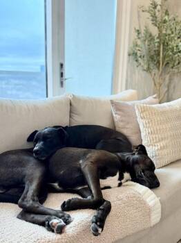 Pit Bull Terrier and Labrador Retriever Dogs Available for Adoption - Bambino | PetCurious