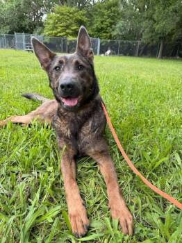 Dori -  German Shepherd Dog Dog for Adoption in Suamico, Wisconsin - Dori | PetCurious