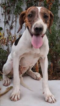 Gil -  Foxhound Dog for Adoption in Mena, Arkansas - Gil | PetCurious