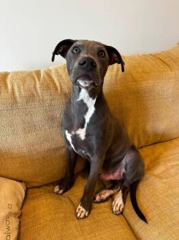 Jackson -  Mixed Breed Dog for Adoption in Highland, New York - Jackson | PetCurious