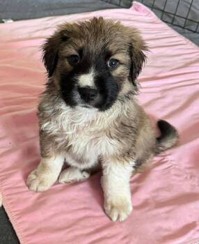 Rescue Anatolian Shepherd Dogs for Adoption in Shawnee, Oklahoma - Lucy | PetCurious