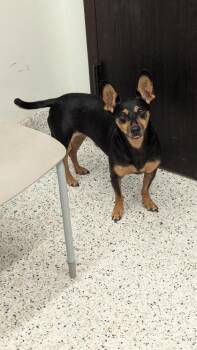 Star - ADOPTED -  Miniature Pinscher Dog for Adoption in Atlanta, Georgia - Star - ADOPTED | PetCurious