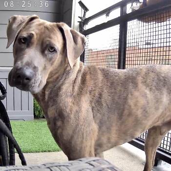 Teddy -  Mixed Breed Dog for Adoption in Dallas, Texas - Teddy | PetCurious