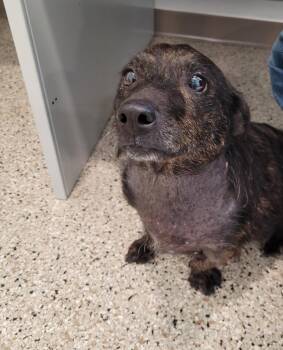 Ava -  Terrier and Australian Cattle Dog Blue Heeler Dog for Adoption in Grand Rapids, Minnesota - Ava | PetCurious